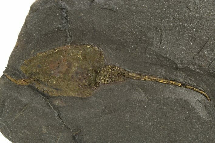 Ordovician Carpoid Fossil - Ktaoua Formation, Morocco #312374